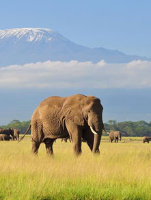 Kenya Tour