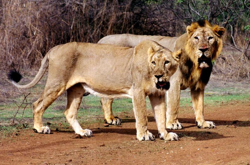 Janjeer Waterfall Tulsishyam Tours Image