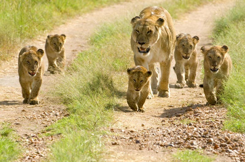 Wildlife and Heritage of Gujarat Tour Image
