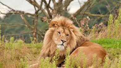 Wildlife Safari in Gujarat Tour Image