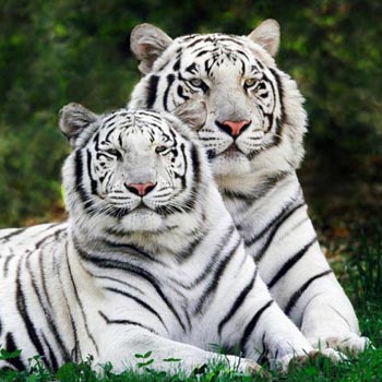 Bandhavgarh National Park Tour