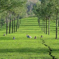 Green Paradise of Ke.. - Cochin - Munnar - Th.. Image