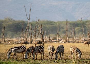 6D Safari - Explore Tarangire-Serengeti-Ngorongoro Crater Tour