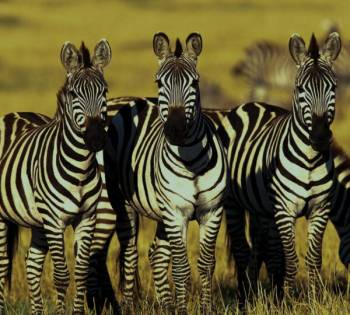 3D Safari - Tarangire - Serengeti - Ngorongoro Crater Tour