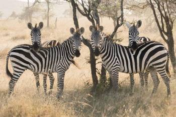 5 Day Exquisite Wilderness Safari Tour