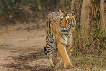 Corbett Wildlife Safari Tour 4 Night - 5 Days