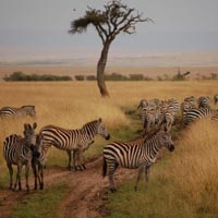 Kenya Tour